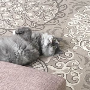 Meet your Posher, Fatma ali khamis